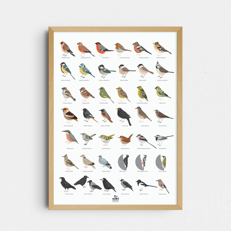 Naši ptáci, A4 print – Markét Ilustrace Naši ptáci, A4 print – Markét Ilustrace