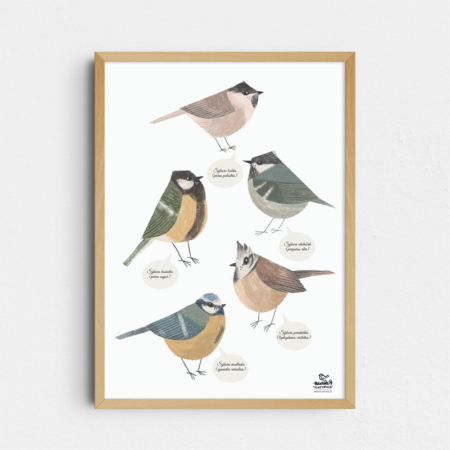 Sejkořičky, A4 print – Markét Ilustrace